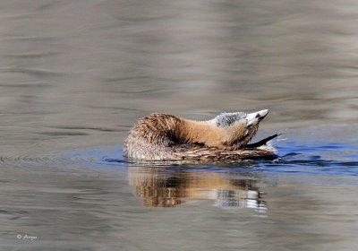 Pied-billed Grebe