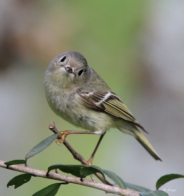 Ruby-crowned Kinglet