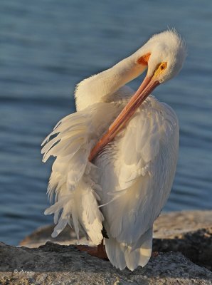 American White Pelican