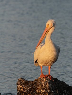 American White Pelican