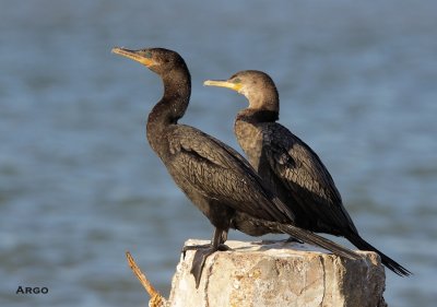 Neotropic Cormorants