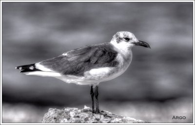 Laughing Gull
