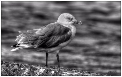 Ring-billed Gull