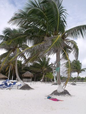 Palm Tree Tulum Beach Mexico