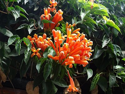 Orange shrub