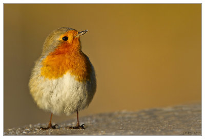 Les oiseaux de nos jardins