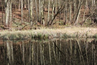 Woodland reflection