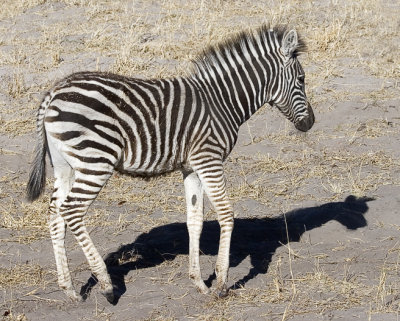 Baby Burchell's Zebra