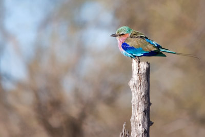 Lilac Breasted Roller