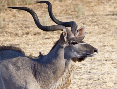 Kudu