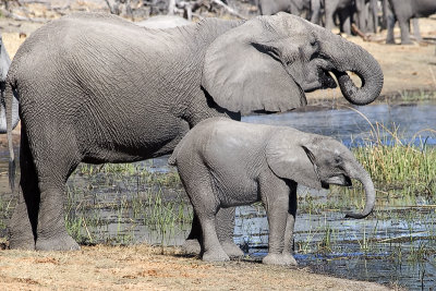 Elephant at the Lagoon