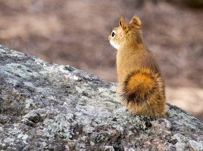 0257 Rushmore Squirrel