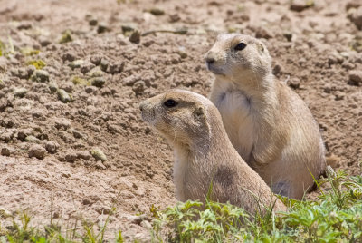 0294 Prarie Dogs
