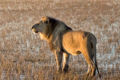 Looking Over His Domain