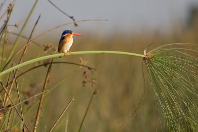 Kingfisher