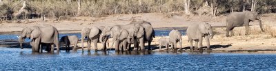 Elephant Herd