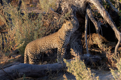 Leopard in the Bush