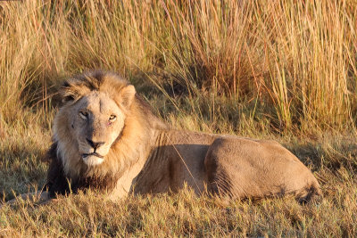 Tuckered Out Lion