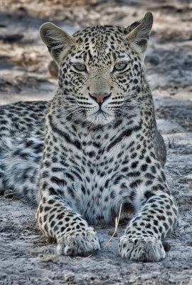 Leopard