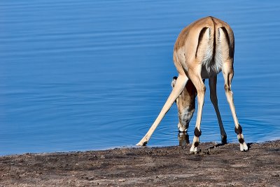 Impala