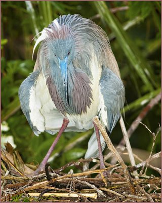 st_augustine_rookery