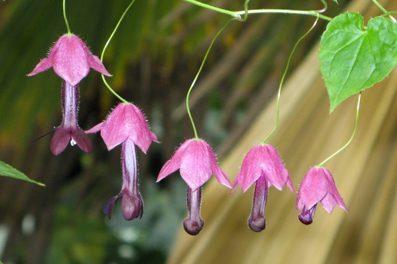 bell flower.jpg