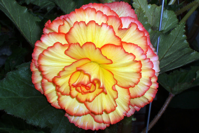 single flower.jpg
