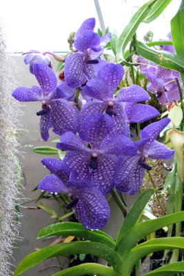 purple flower.jpg