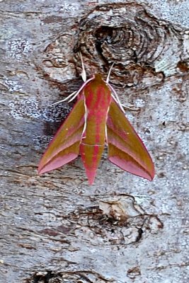 hawk moth.jpg