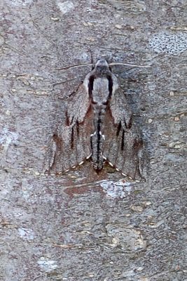 pine moth.jpg