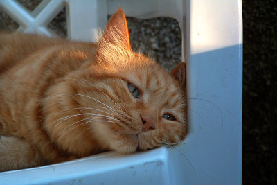 gingi - our late cat (R.I.P)