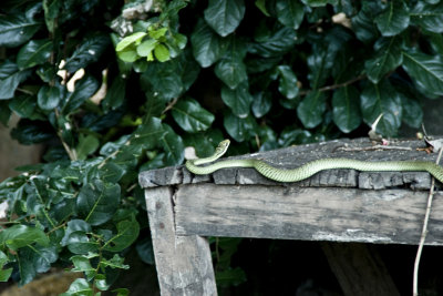 Vicious green snake. He was sunning himself quite relaxedly until my camera disturbed him