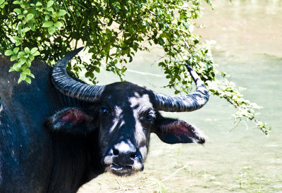 Ornary bovine