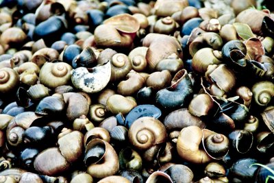 Snail shells