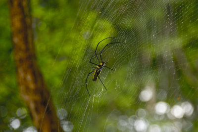 Big spider