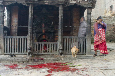 Fresh slaughter sacrifice blood