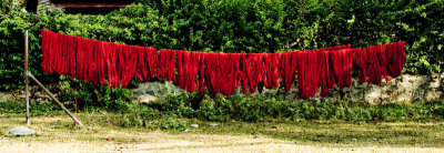 Drying dyed wool