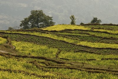 Terraced agriculture