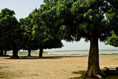Trees on the beach