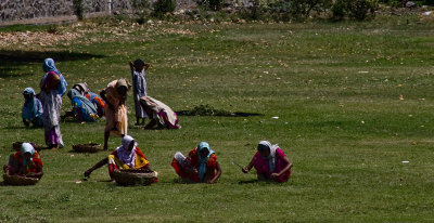 Classic Indian tableau: an army of women cutting a lawn with KNIVES.