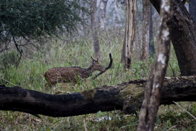 On my way from Mysore to Calicut, I stopped at a wildlife sanctuary