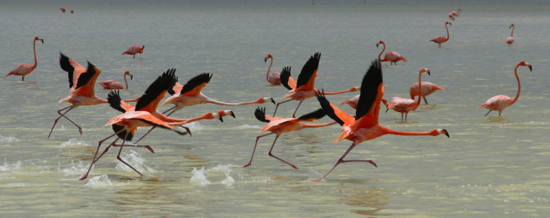 Flamingo1 email.jpg