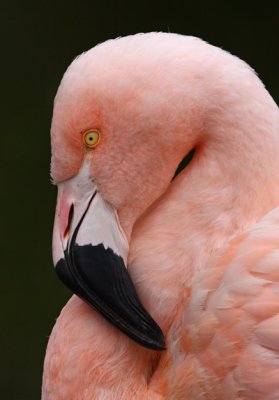 Flamingo3 email.jpg