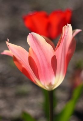 Tulip1 email.jpg
