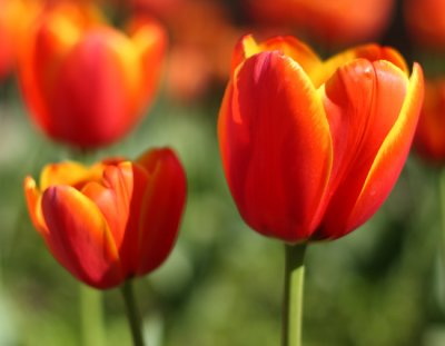 Tulip8 email.jpg