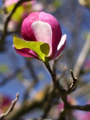 Tulip17 email.jpg