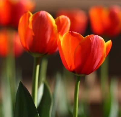 Tulip20 email.jpg