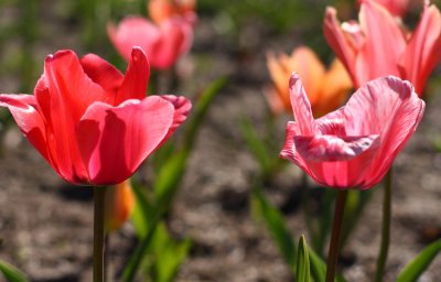 Tulip21 email.jpg