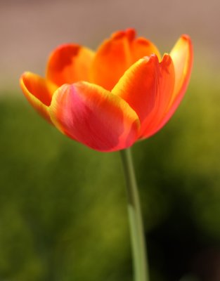Tulip5 email.jpg