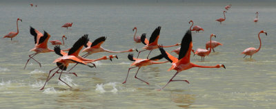 Flamingo1 email.jpg